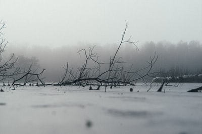 枯树的灰度摄影